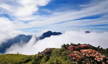 打卡神农架杜鹃花海 邂逅这个春天