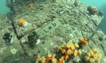 第四届珊瑚卫士：世界海洋日，iLab打响珊瑚保卫战！