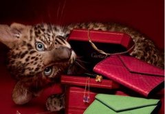 ѡĵһݳƷ۹˽ڣ(Cartier)ݻ